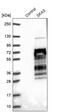 Spindle and kinetochore-associated protein 3 antibody, PA5-58722, Invitrogen Antibodies, Western Blot image 