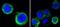 AXL Receptor Tyrosine Kinase antibody, NBP2-37675, Novus Biologicals, Immunocytochemistry image 