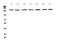 Eukaryotic Translation Initiation Factor 2 Alpha Kinase 3 antibody, A01992-2, Boster Biological Technology, Western Blot image 