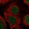 Zinc Finger BED-Type Containing 8 antibody, NBP2-58255, Novus Biologicals, Immunofluorescence image 