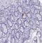 Gastric Inhibitory Polypeptide antibody, NBP1-86422, Novus Biologicals, Immunohistochemistry frozen image 