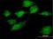 Sorting Nexin 11 antibody, H00029916-B02P, Novus Biologicals, Immunofluorescence image 