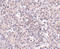 Zinc transporter ZIP10 antibody, A09043, Boster Biological Technology, Immunohistochemistry frozen image 