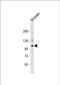 Phosphodiesterase 2A antibody, PA5-72298, Invitrogen Antibodies, Western Blot image 