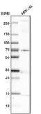 Meckel syndrome type 1 protein antibody, HPA021812, Atlas Antibodies, Western Blot image 
