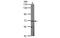 Heparanase 2 (Inactive) antibody, MBS835285, MyBioSource, Western Blot image 