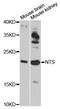 Neurotensin antibody, LS-C747447, Lifespan Biosciences, Western Blot image 
