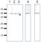 Ras Related GTP Binding C antibody, GTX00731, GeneTex, Western Blot image 