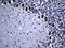 Membrane Magnesium Transporter 1 antibody, M12835, Boster Biological Technology, Immunohistochemistry paraffin image 
