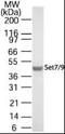 SET Domain Containing 7, Histone Lysine Methyltransferase antibody, orb95343, Biorbyt, Western Blot image 