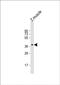 Retinal homeobox protein Rx2 antibody, PA5-72682, Invitrogen Antibodies, Western Blot image 