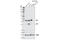 Cyclin Dependent Kinase 5 Regulatory Subunit 1 antibody, 2680S, Cell Signaling Technology, Western Blot image 