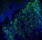 Melan-A antibody, NBP2-33148AF488, Novus Biologicals, Immunohistochemistry frozen image 