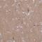 Cadherin 18 antibody, PA5-53162, Invitrogen Antibodies, Immunohistochemistry paraffin image 