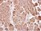 Transmembrane Protein 59 antibody, NBP1-32303, Novus Biologicals, Immunohistochemistry frozen image 