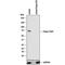 Dopa Decarboxylase antibody, MAB3564, R&D Systems, Western Blot image 