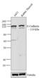 Cadherin 1 antibody, 33-4000, Invitrogen Antibodies, Western Blot image 