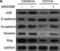 Adenosine receptor A3 antibody, NLS689, Novus Biologicals, Western Blot image 