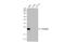 Transgelin antibody, GTX628831, GeneTex, Western Blot image 