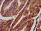 F-Box And Leucine Rich Repeat Protein 20 antibody, LS-C675088, Lifespan Biosciences, Immunohistochemistry paraffin image 