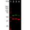 Natriuretic Peptide C antibody, M01017-3, Boster Biological Technology, Western Blot image 