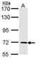 Tripartite Motif Containing 32 antibody, orb73694, Biorbyt, Western Blot image 