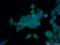 RDX antibody, 26105-1-AP, Proteintech Group, Immunofluorescence image 