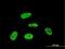 PRKR Interacting Protein 1 antibody, H00079706-M07, Novus Biologicals, Immunofluorescence image 