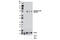 Forkhead Box O3 antibody, 8174S, Cell Signaling Technology, Western Blot image 