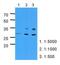 Pyridoxamine 5'-Phosphate Oxidase antibody, GTX53765, GeneTex, Western Blot image 