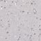 Aldose reductase antibody, HPA026425, Atlas Antibodies, Immunohistochemistry paraffin image 