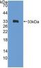 Transcription factor GATA-4 antibody, MBS2004291, MyBioSource, Western Blot image 