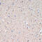 Myelin Associated Glycoprotein antibody, 16-797, ProSci, Immunohistochemistry frozen image 