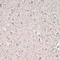 GMA antibody, 16-797, ProSci, Immunohistochemistry frozen image 