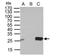 Thymidylate kinase antibody, NBP2-16231, Novus Biologicals, Immunoprecipitation image 