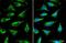 ADP/ATP translocase 3 antibody, NBP2-20393, Novus Biologicals, Immunocytochemistry image 