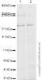 Clathrin Heavy Chain antibody, ab2731, Abcam, Western Blot image 