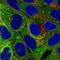 Adipocyte protein S3-12 antibody, NBP2-38731, Novus Biologicals, Immunofluorescence image 