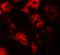 Zinc Finger Protein 346 antibody, A09984-1, Boster Biological Technology, Immunofluorescence image 