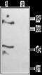 Potassium channel subfamily K member 6 antibody, GTX16650, GeneTex, Western Blot image 