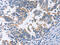 Alpha-Methylacyl-CoA Racemase antibody, CSB-PA248410, Cusabio, Immunohistochemistry frozen image 