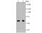Keratin 5 antibody, NBP2-80401, Novus Biologicals, Western Blot image 