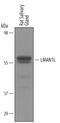 Lectin, Mannose Binding 1 Like antibody, AF6017, R&D Systems, Western Blot image 