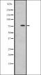 Heat Shock Protein Family A (Hsp70) Member 12B antibody, orb335312, Biorbyt, Western Blot image 