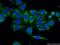 OTU Domain Containing 6B antibody, 25430-1-AP, Proteintech Group, Immunofluorescence image 