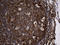 Regulator Of G Protein Signaling 10 antibody, LS-C796333, Lifespan Biosciences, Immunohistochemistry paraffin image 