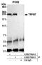 Transient Receptor Potential Cation Channel Subfamily M Member 7 antibody, A302-700A, Bethyl Labs, Immunoprecipitation image 