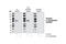 Arachidonate 5-Lipoxygenase antibody, 3749S, Cell Signaling Technology, Western Blot image 