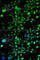 PR/SET Domain 5 antibody, A7361, ABclonal Technology, Immunofluorescence image 