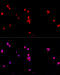 Eukaryotic Translation Initiation Factor 2 Subunit Alpha antibody, 13-277, ProSci, Immunofluorescence image 